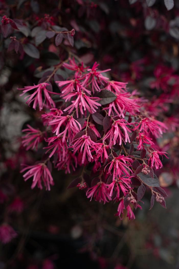 Cerise Charm Chinense Fringe Flower