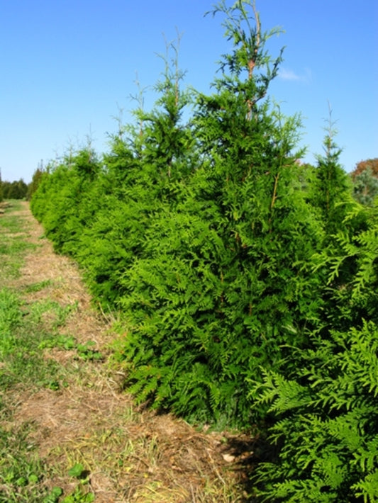 Green Giant Giant Arborvitae