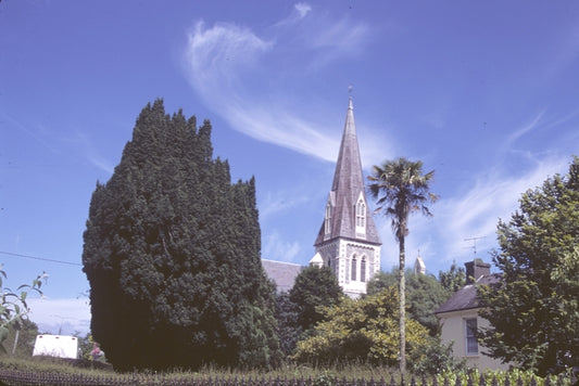 Fastigiata (Stricta) Irish Yew