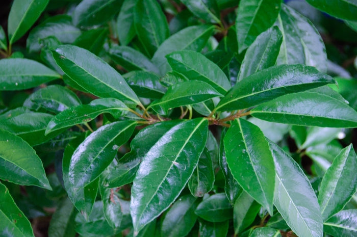 Chindo Sweet Viburnum