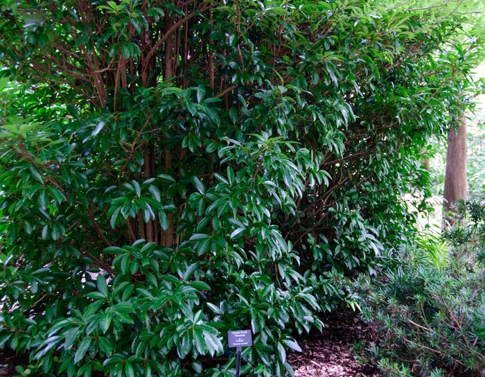 Chindo Sweet Viburnum