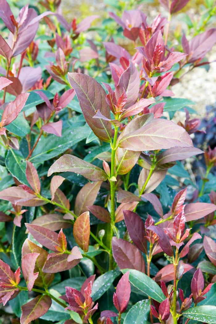 Coppertop™ Sweet Viburnum