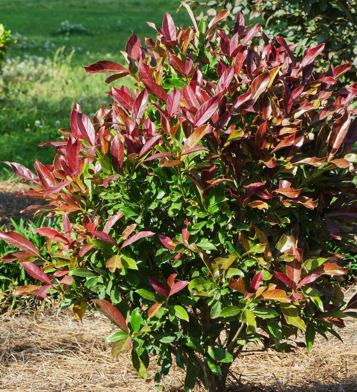 Coppertop™ Sweet Viburnum