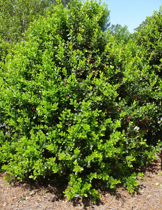 Burfordii Nana Chinese Holly