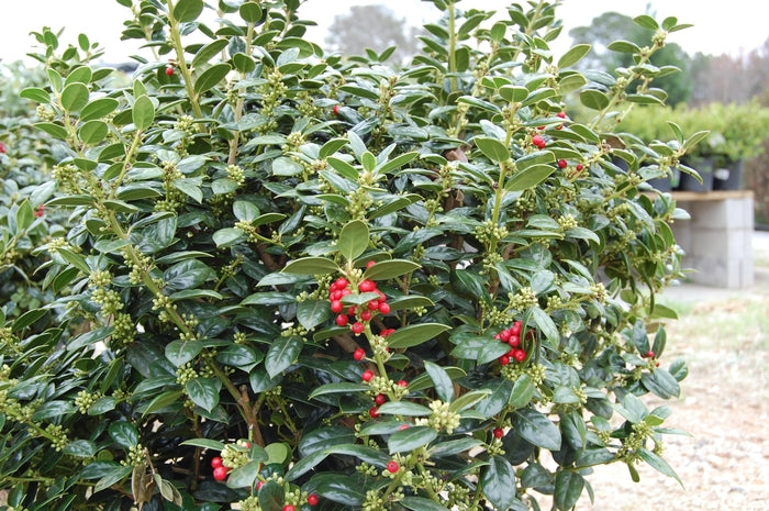 Burfordii Nana Chinese Holly