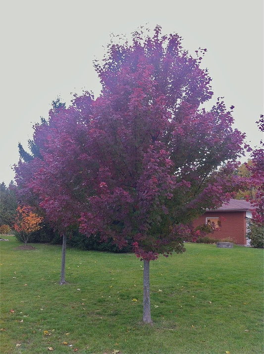 Brandywine Red Maple