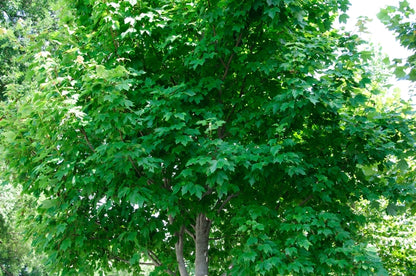 October Glory Maple