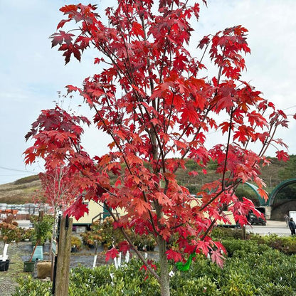 Autumn Blaze® Freeman Maple