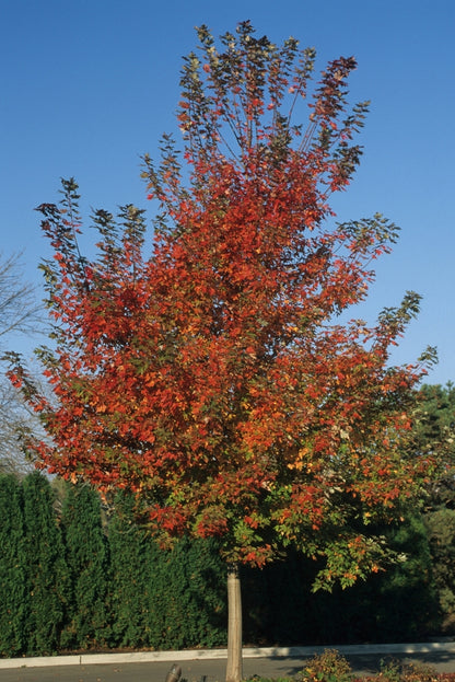 Autumn Blaze® Freeman Maple