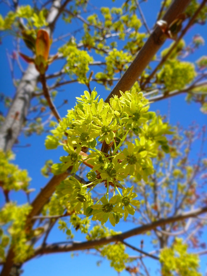 Autumn Blaze® Freeman Maple