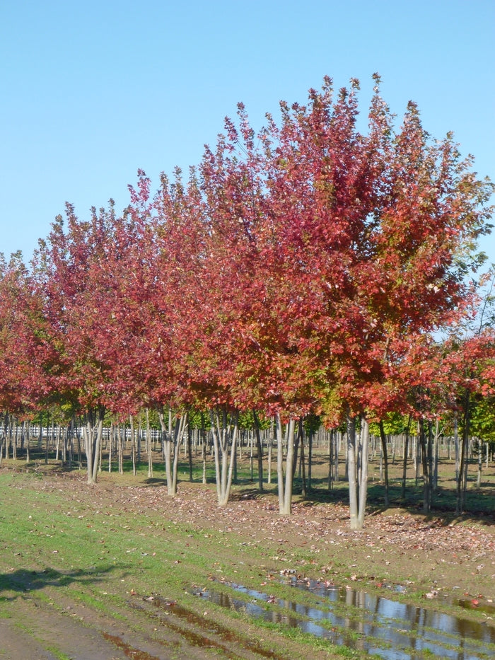 Autumn Blaze® Freeman Maple