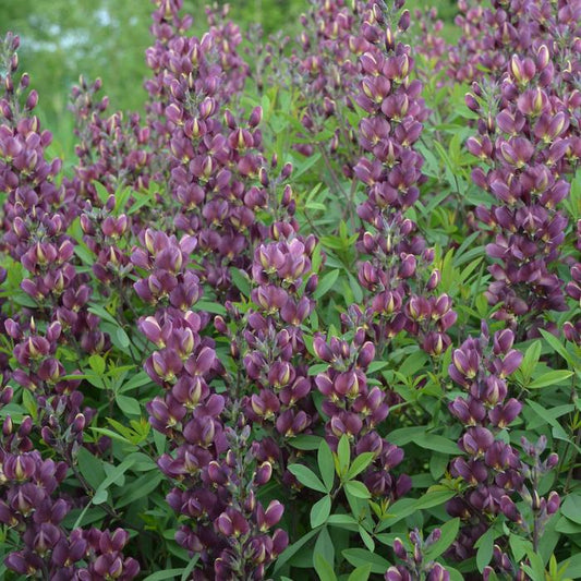 Burgundy Blast False Indigo