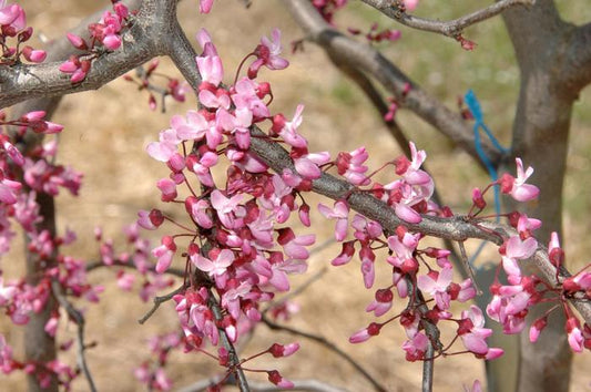 Ruby Falls Weeping Redbud