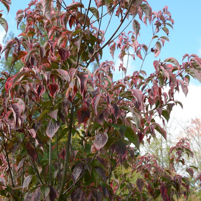 Celestial Shadow Flowering Dogwood