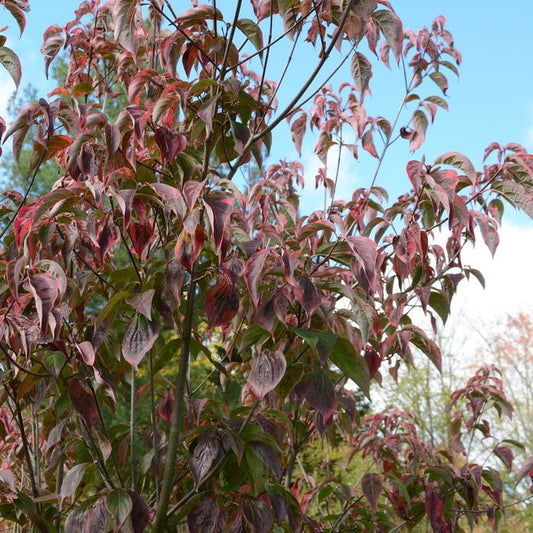 Celestial Shadow Flowering Dogwood