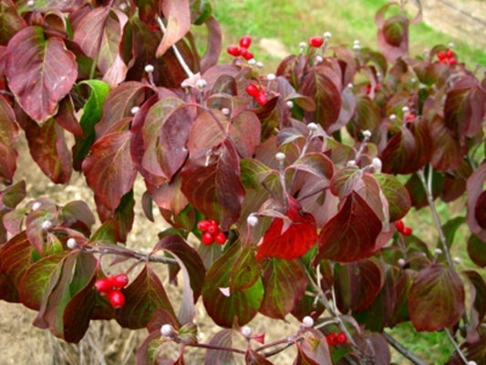 Cherokee Princess Dogwood