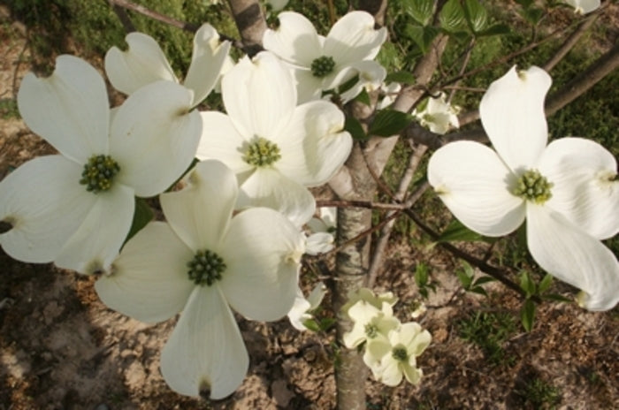 Cherokee Princess Dogwood