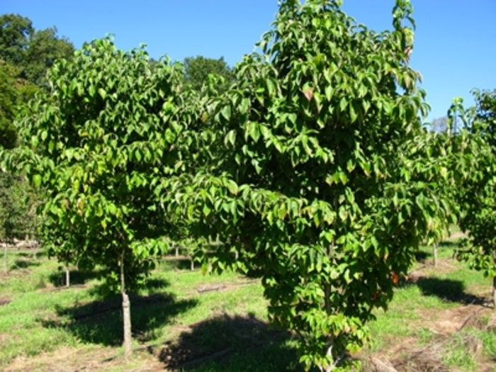 Cherokee Princess Dogwood