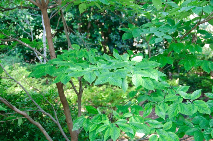 Cherokee Princess Dogwood