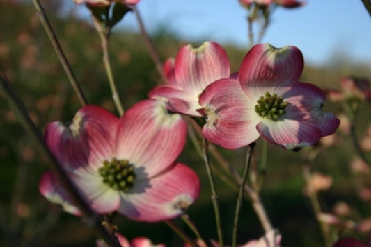 Cherokee brave flowering dogwood