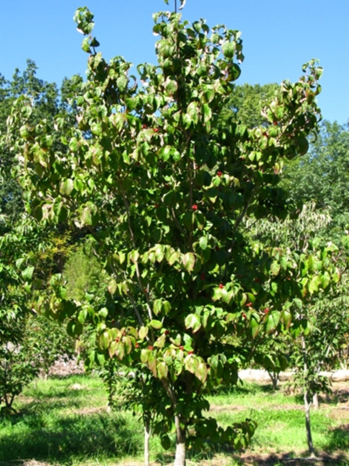 Cherokee brave flowering dogwood