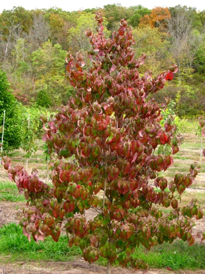 Cherokee brave flowering dogwood