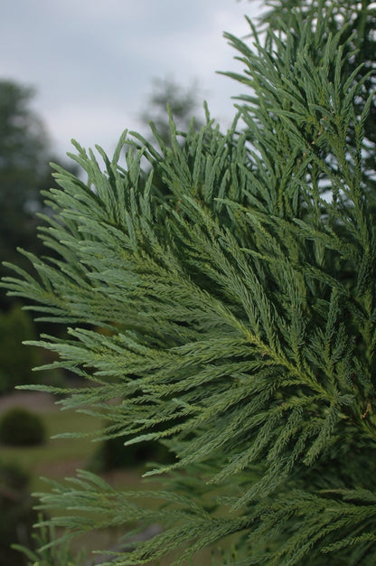 Yoshino Japanese Cryptomeria