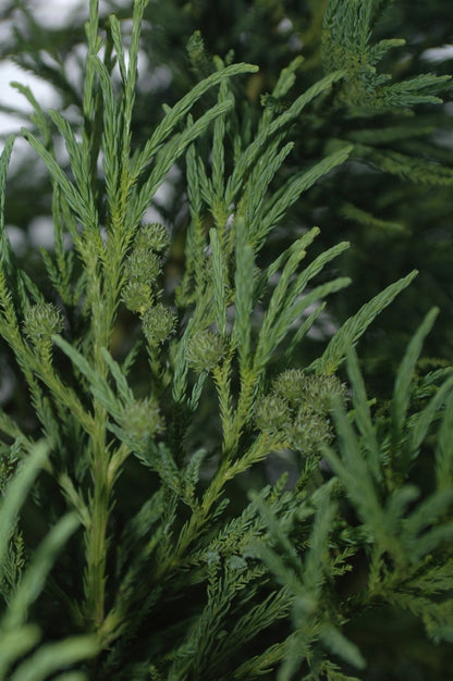 Yoshino Japanese Cryptomeria