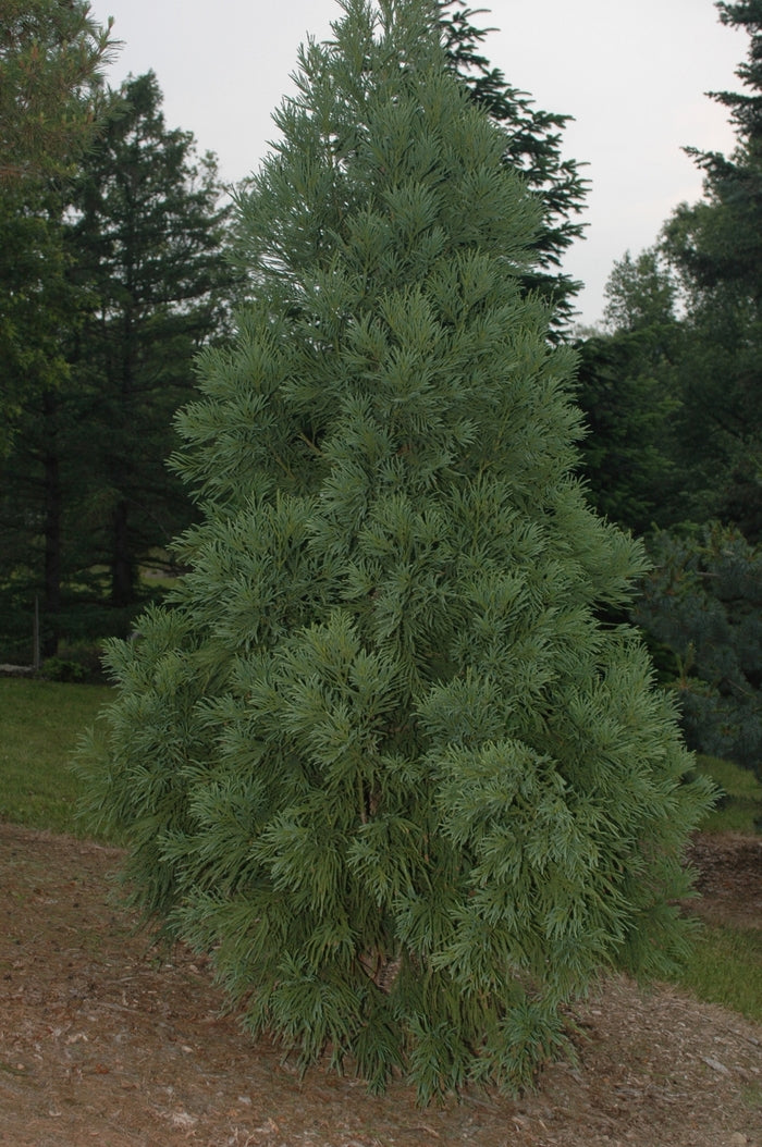 Yoshino Japanese Cryptomeria