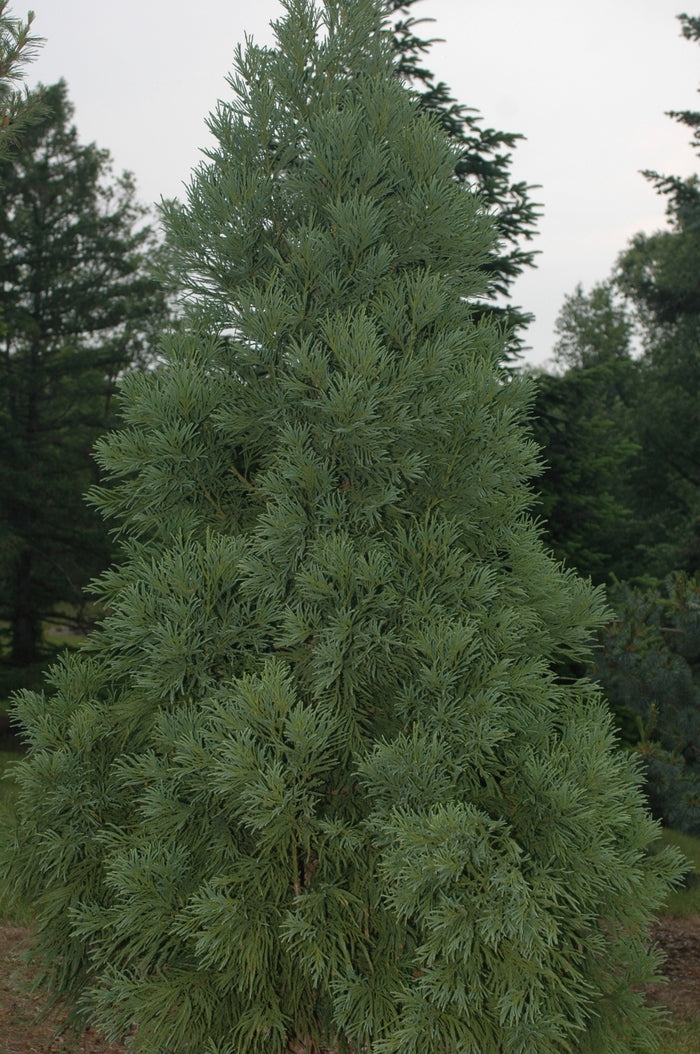 Yoshino Japanese Cryptomeria