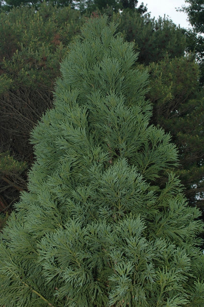 Yoshino Japanese Cryptomeria