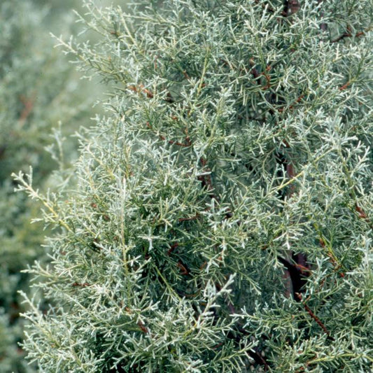 Carolina Sapphire Arizona Cypress