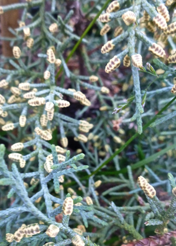 Carolina Sapphire Arizona Cypress