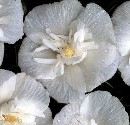 White Chiffon® Rose Of Sharon