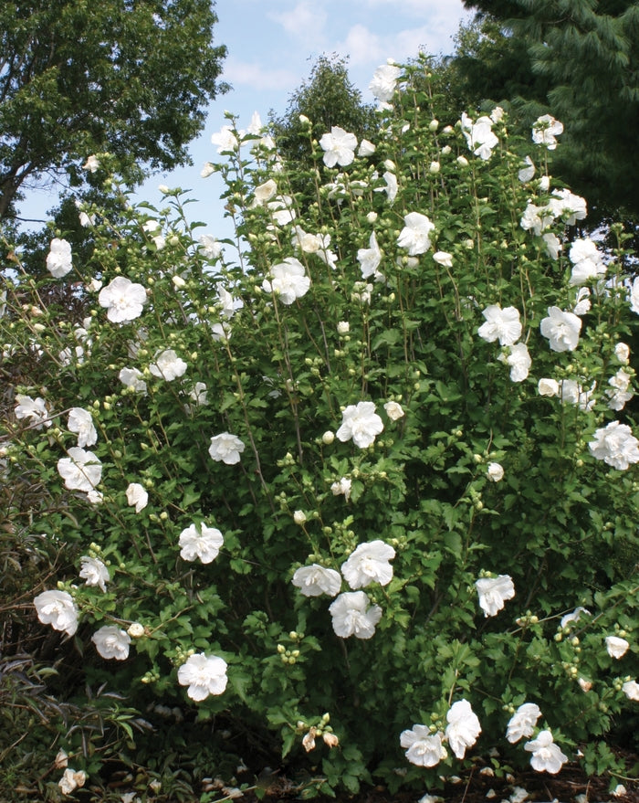 White Chiffon® Rose Of Sharon