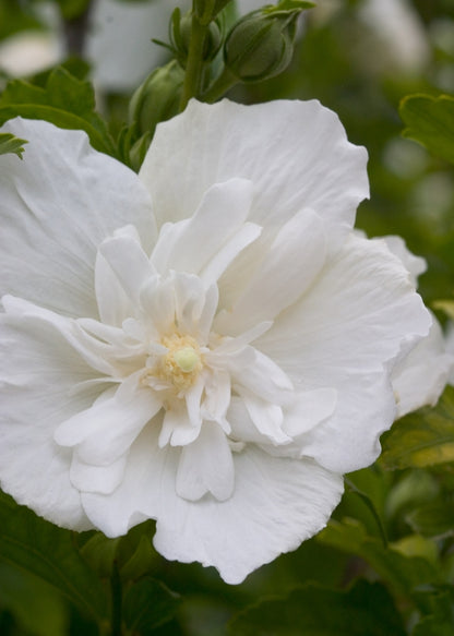 White Chiffon® Rose Of Sharon