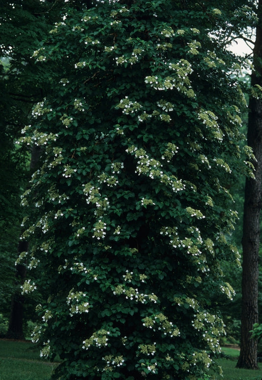 Climbing Hydrangea