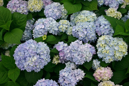 The Original Bigleaf Hydrangea