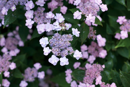 Tiny Tuff Stuff™ Mountain Hydrangea