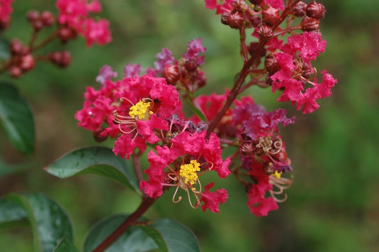 Dynamite Crapemyrtle