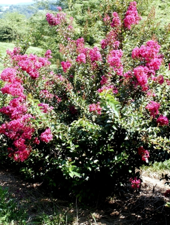 Dynamite Crapemyrtle