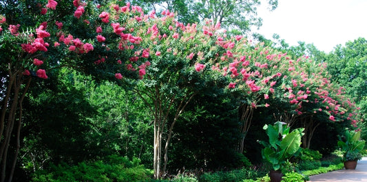 Tuscarora Crapemyrtle