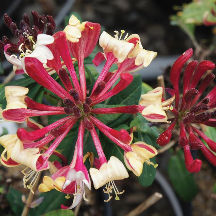 Peaches And Cream™ Honeysuckle