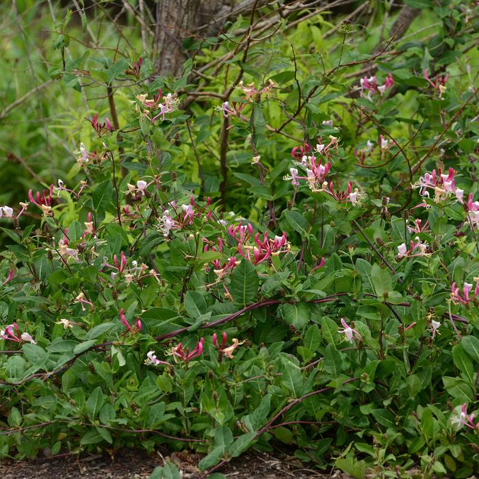 Peaches And Cream™ Honeysuckle