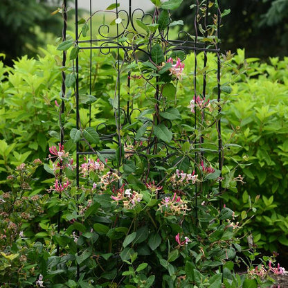 Peaches And Cream™ Honeysuckle