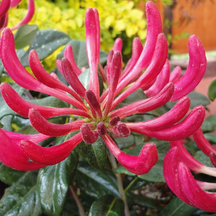 Peaches And Cream™ Honeysuckle