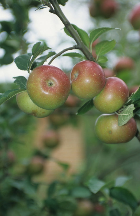 Royal Gala Apple