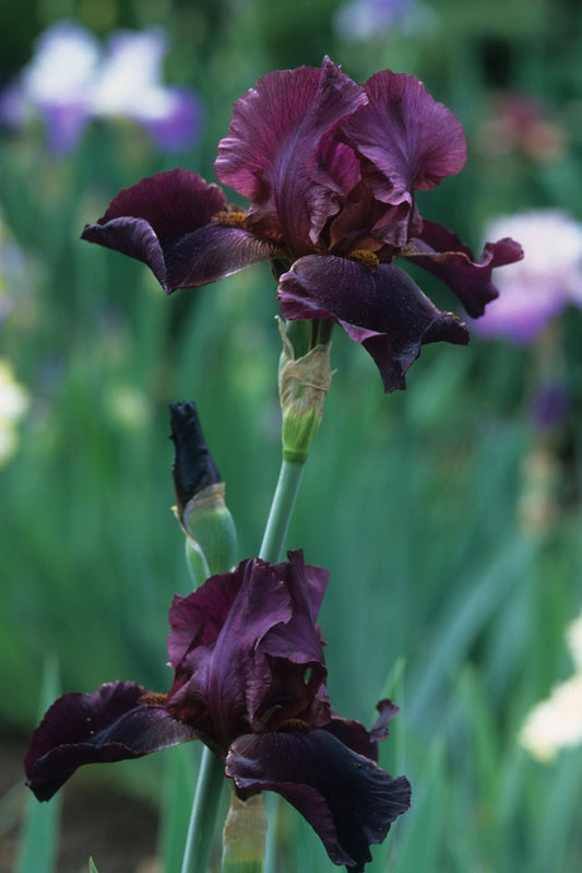 Winesap Bearded Iris