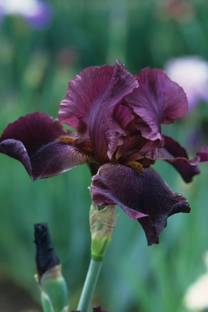 Winesap Bearded Iris