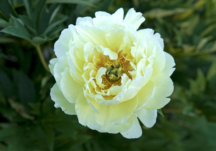 Bartzella Itoh Peony